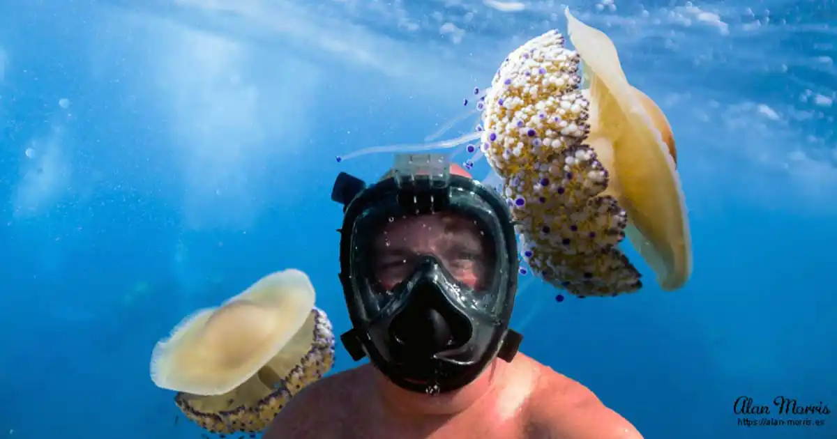 Alan Morris and Fried Egg jellyfish.